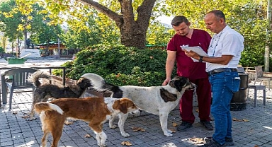 İzmir’de Sahipsiz Köpeklerin Sayımı Başladı