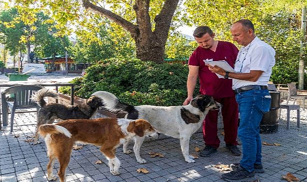 İzmir’de Sahipsiz Köpeklerin Sayımı Başladı