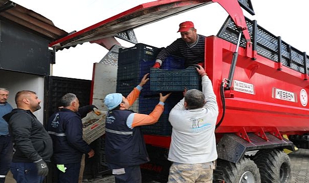 Zeytinyağı Sezonu Açıldı