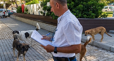 15 Bin Sahipsiz Köpek Tespit Edildi