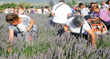 Seferihisar’da Lavanta Büyüsü Başlıyor