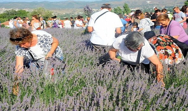 Seferihisar’da Lavanta Büyüsü Başlıyor