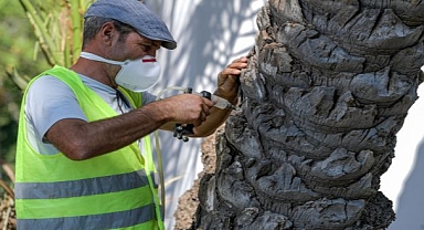 Kültürpark’ın palmiyeleri güvende