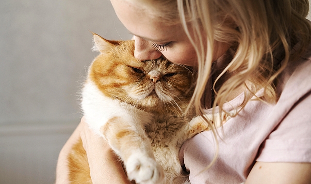 İstanbul’da “Kedi Nafakası” Kararı Dikkat Çekti