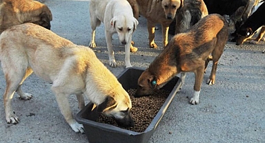 Sokak Hayvanlarını Besleme Yasağı Tartışma Yarattı