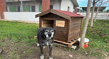Seferihisar’da Sokak Hayvanları İçin Kulübe Destek Kampanyası