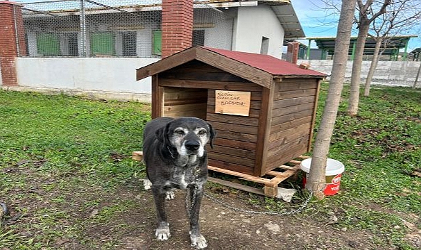 Seferihisar’da Sokak Hayvanları İçin Kulübe Destek Kampanyası