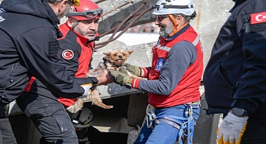 Afetzede hayvanlar için ilçelere arama kurtarma eğitimi