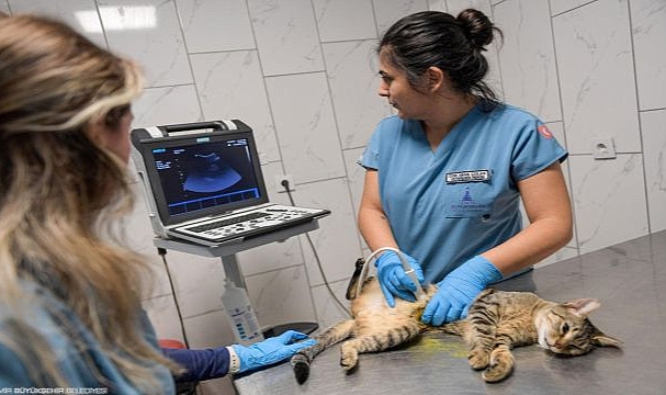 On binlerce cana dokunan seferberlik