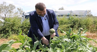 Seferihisar’ın bereketli topraklarında yetişen enginar için hasat sezonu başladı
