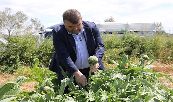 Seferihisar’ın bereketli topraklarında yetişen enginar için hasat sezonu başladı